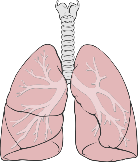Lungs